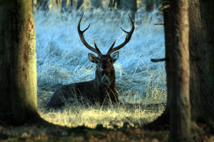 Zvěř sika Dybowského